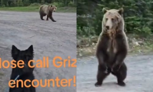 Woman Confronts Grizzly Bear on Canadian Trail, Dog Safe