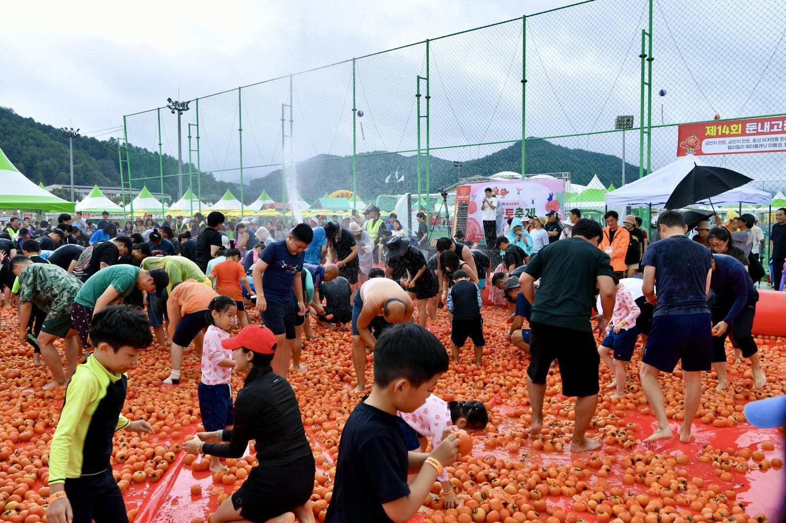 둔내고랭지토마토축제의 ‘토마토풀장에서 금반지를 찾아라’ 이벤트.