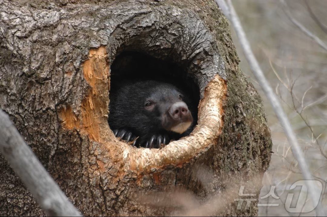 농가 꿀 훔쳐먹은 반달가슴곰, 포획 후 보호시설로