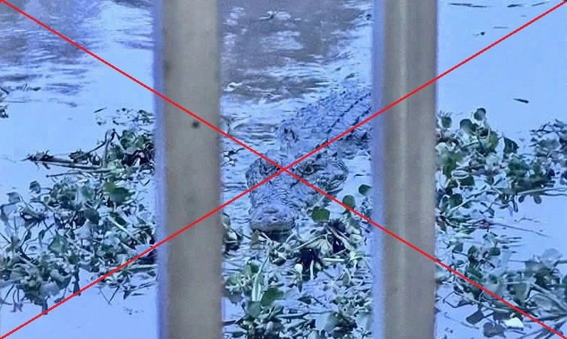딸이 보낸 악어 사진 신고했다 ‘벌금 44만원’…알고보니 ‘AI 합성’