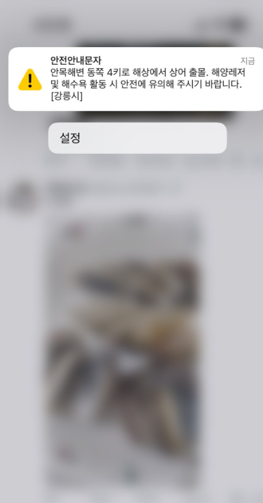 “안목해변 동쪽 4㎞ 상어 출몰” 안전문자…작년에도 목격