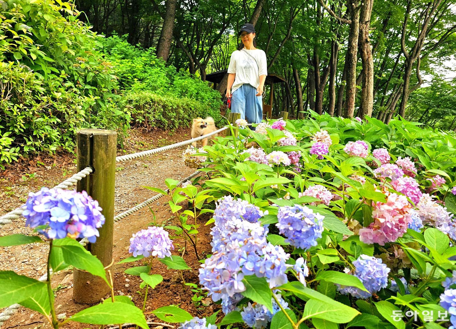 알록달록 수국 산책길 걸으며 힐링