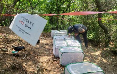 러브버그 현장실증 실험 모습. 사진=산림청 국립산림과학원