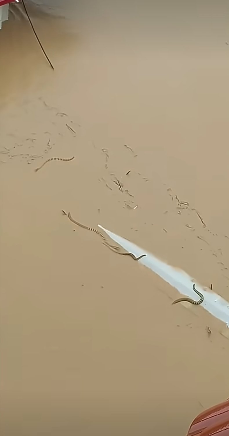 “뱀이 출렁출렁”…홍수에 잠긴 중국 코브라 사육장서 집단탈출
