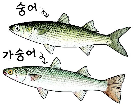 허균이 먹은 숭어는 숭어? 가숭어?[김창일의 갯마을 탐구]〈148〉