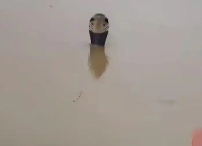 China Floods Unleash Over 900 Snakes, Including Cobras, After Typhoon