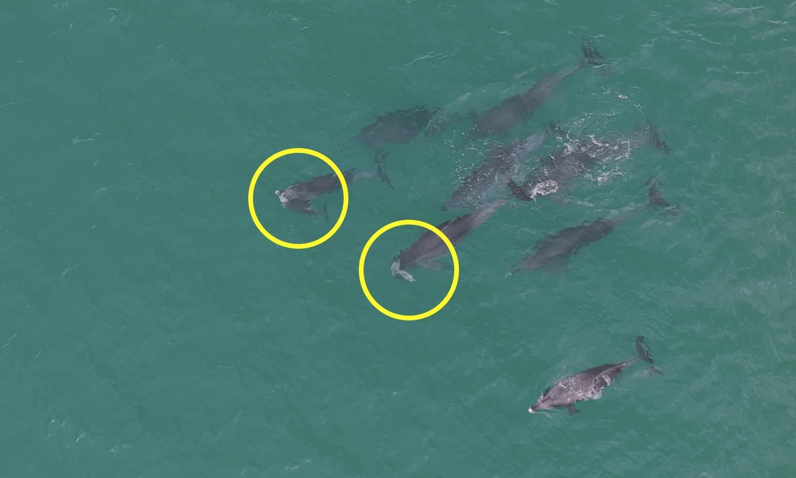 Dolphins Mourn Dead Calves in Heartbreaking 'Funeral Ritual' Off Jeju Coast