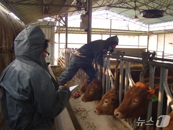 순창 한우농가서 럼피스킨병 발생…올해 전국 첫 사례