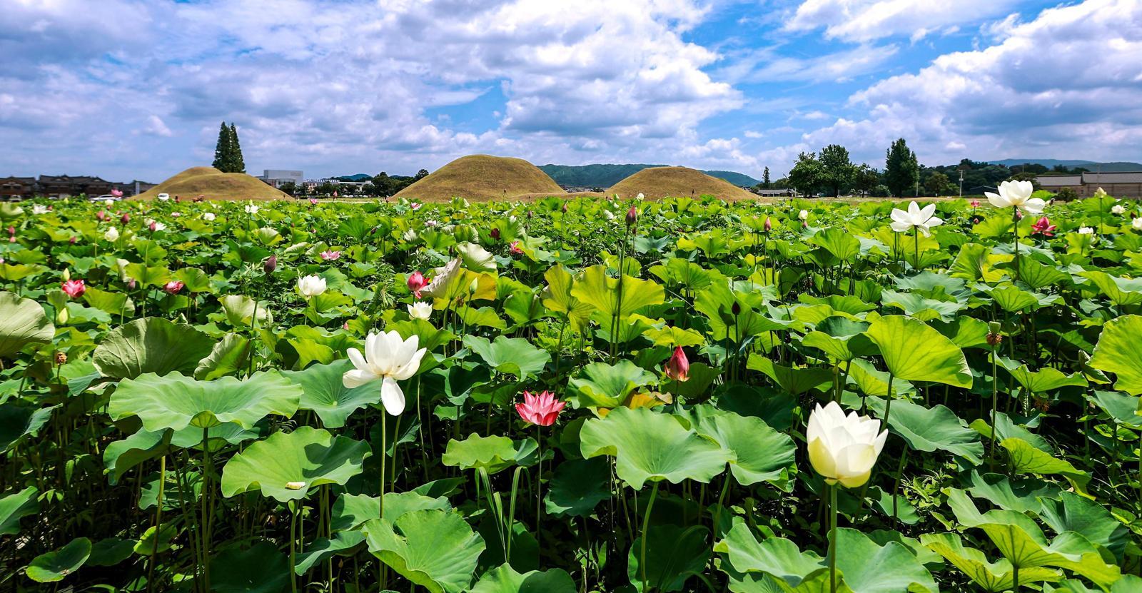 경주 황남동 고분 보러 갔다 연꽃에 반한다