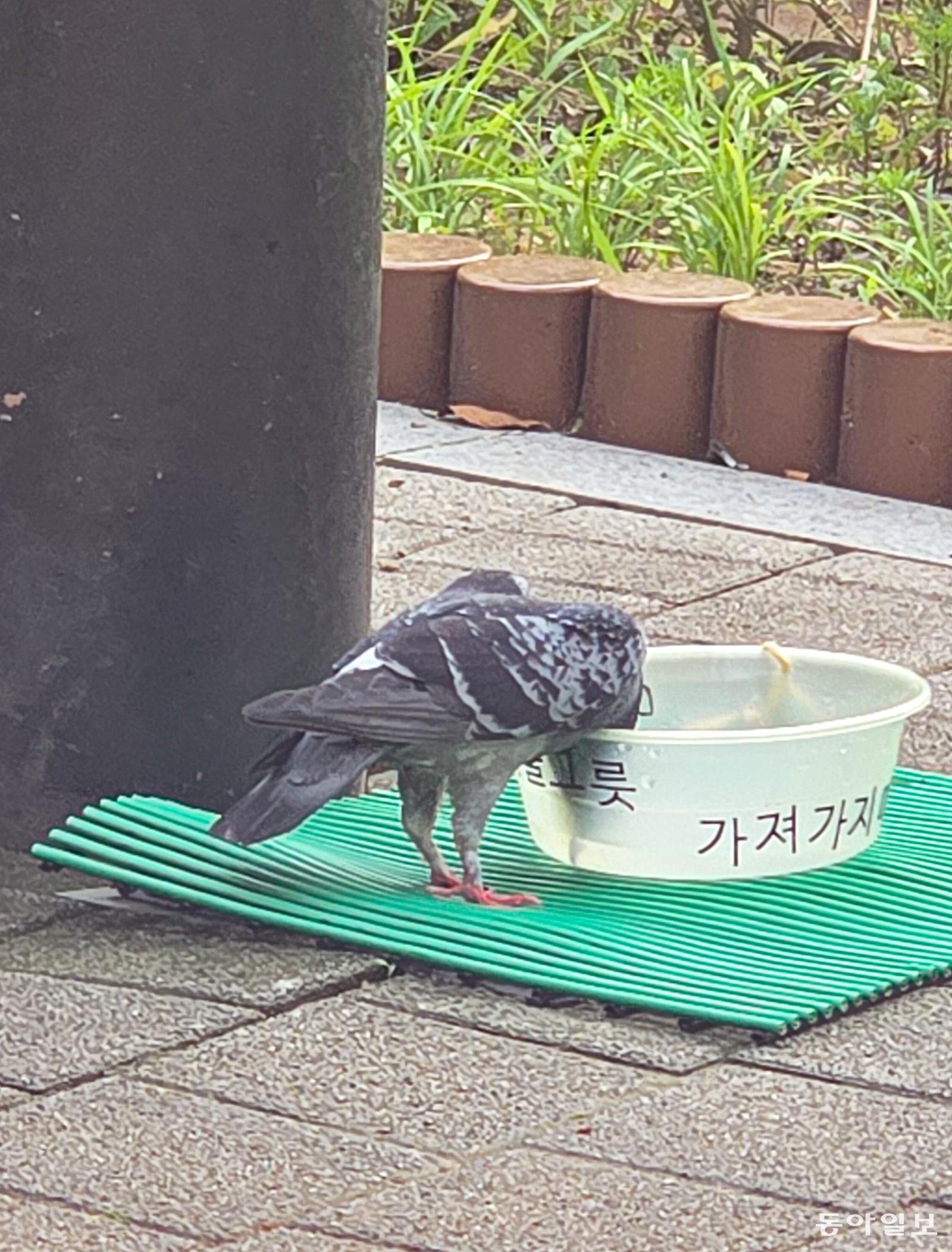 [고양이 눈]잠시 목을 축이고