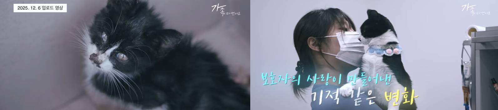 생사를 오가다 구조된 아기 고양이 ‘태안이’가 평생 가족이 된 선생님 품에 안겨 있는 모습. 사진 출처 = 유튜브 채널 ‘가족이라면서요’