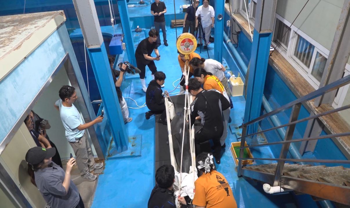 특수 운송장비를 이용해 별도로 마련된 전용 치료수조로 이송되고 있는 남방큰돌고래 ‘안목이’. 해양수산부 제공