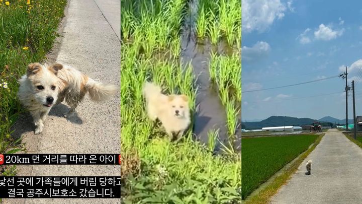 국토대장정을 하는 사람들을 20km나 따라다닌 유기견 ‘공주’. 유기견 입양보호 인스타그램 캡처
