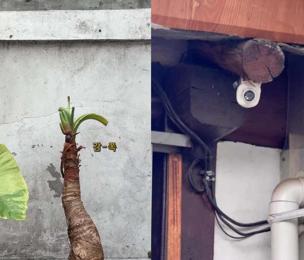 Sinh viên ngành điêu khắc tại 미대 đã tạo hình nhân vật ‘Mettcha Chameleon’ bằng công nghệ in 3D và ngụy trang dưới dạng cây cối, camera CCTV (Ảnh: 동아일보)