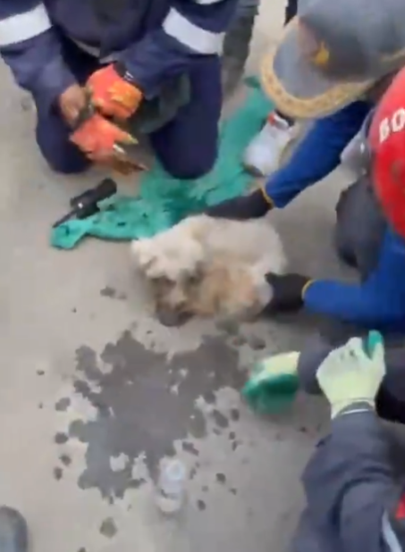 Poodle miraculously rescued 29 days after earthquake, survived near owner's deceased mother