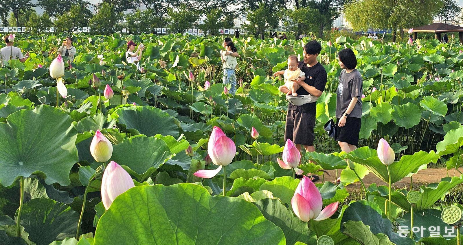 연꽃이 아기 얼굴보다 크네