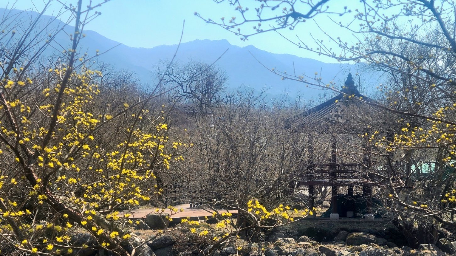 구례 웃게 한 산수유 축제, 인구의 16배 몰려
