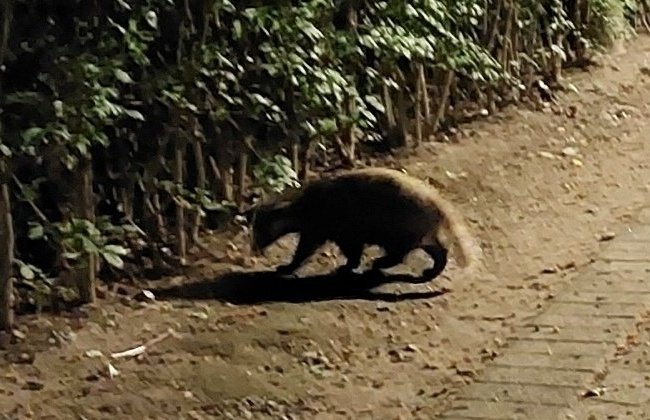 공원 산책하는데 너구리가 갑자기…70대 여성 손가락 물려