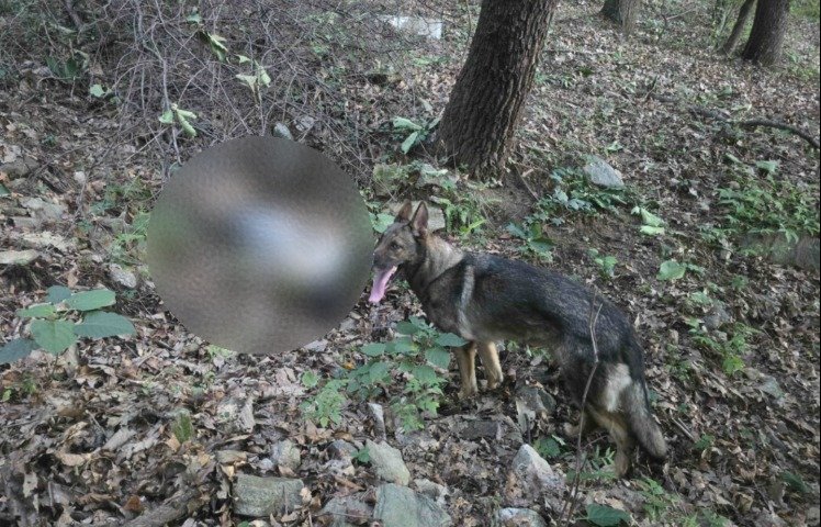 Rescue dog finds missing man after three days lost in South Korean mountains