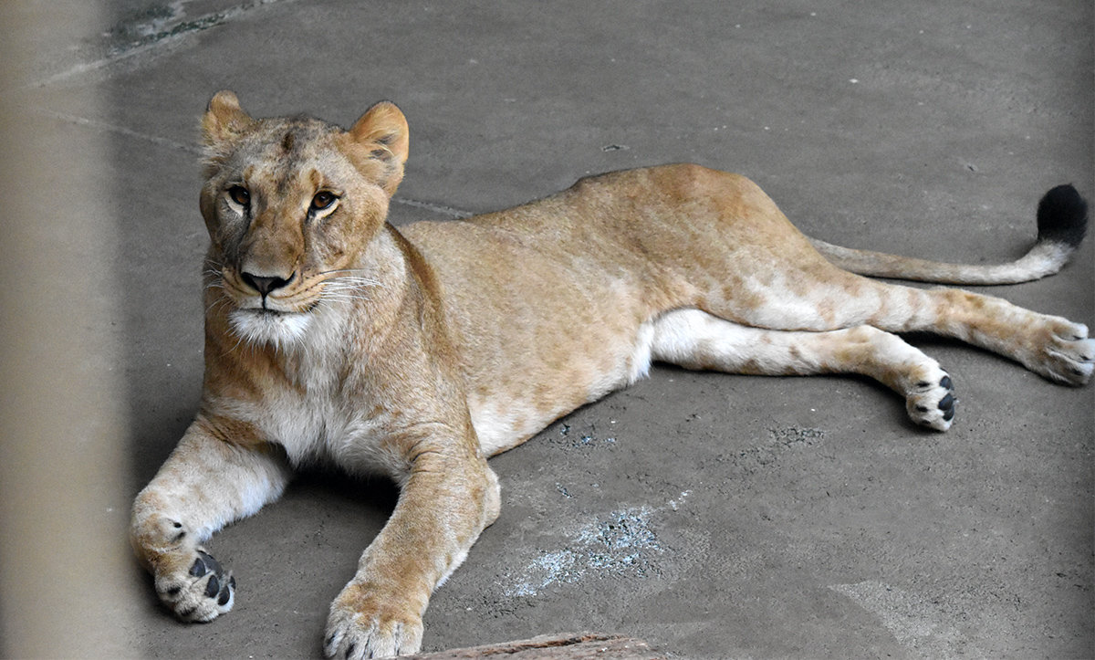 'King of the Jungle' No Match for Heatwave: 3 Lions Die at Japanese Zoo