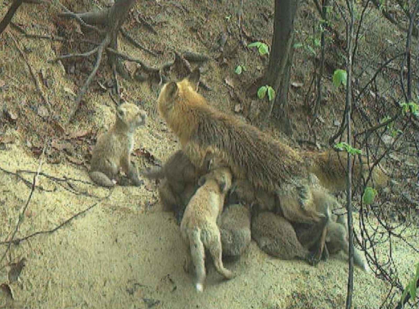 멸종위기종 여우 28마리, 소백산에 방사…“한반도 생태계 복원”