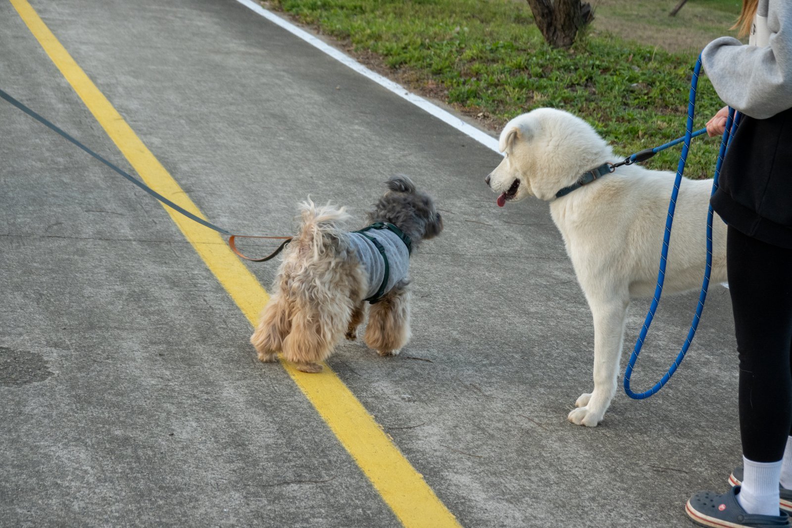 Owning Pets Doesn't Necessarily Boost Life Satisfaction, Swiss Study Finds