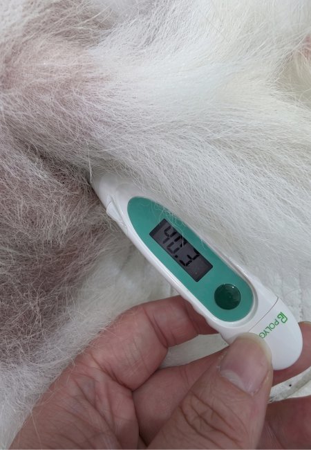 Pets Face Rising Heatstroke Risk as Summer Ends