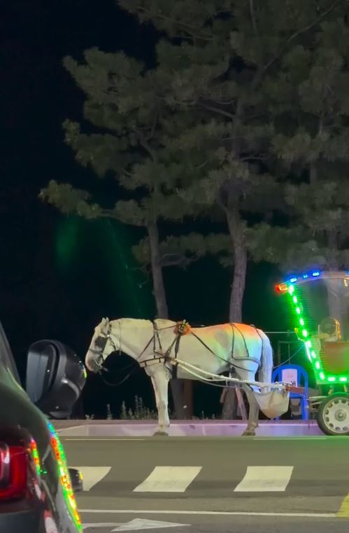 “늙은 말이 머리 푹 숙이고 땅만 바라봐”…양양 마차 동물학대 논란