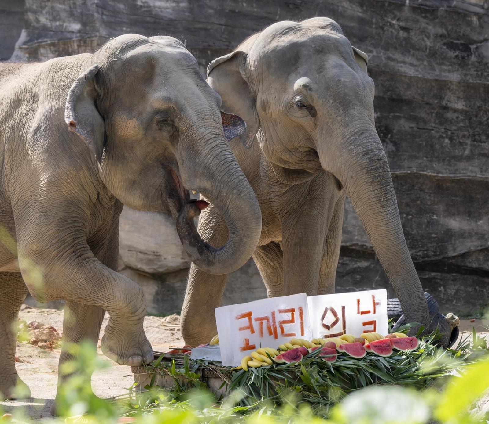 36살 ‘말하는 코끼리’ 코식이, 세계 코끼리의 날 맞아 특식