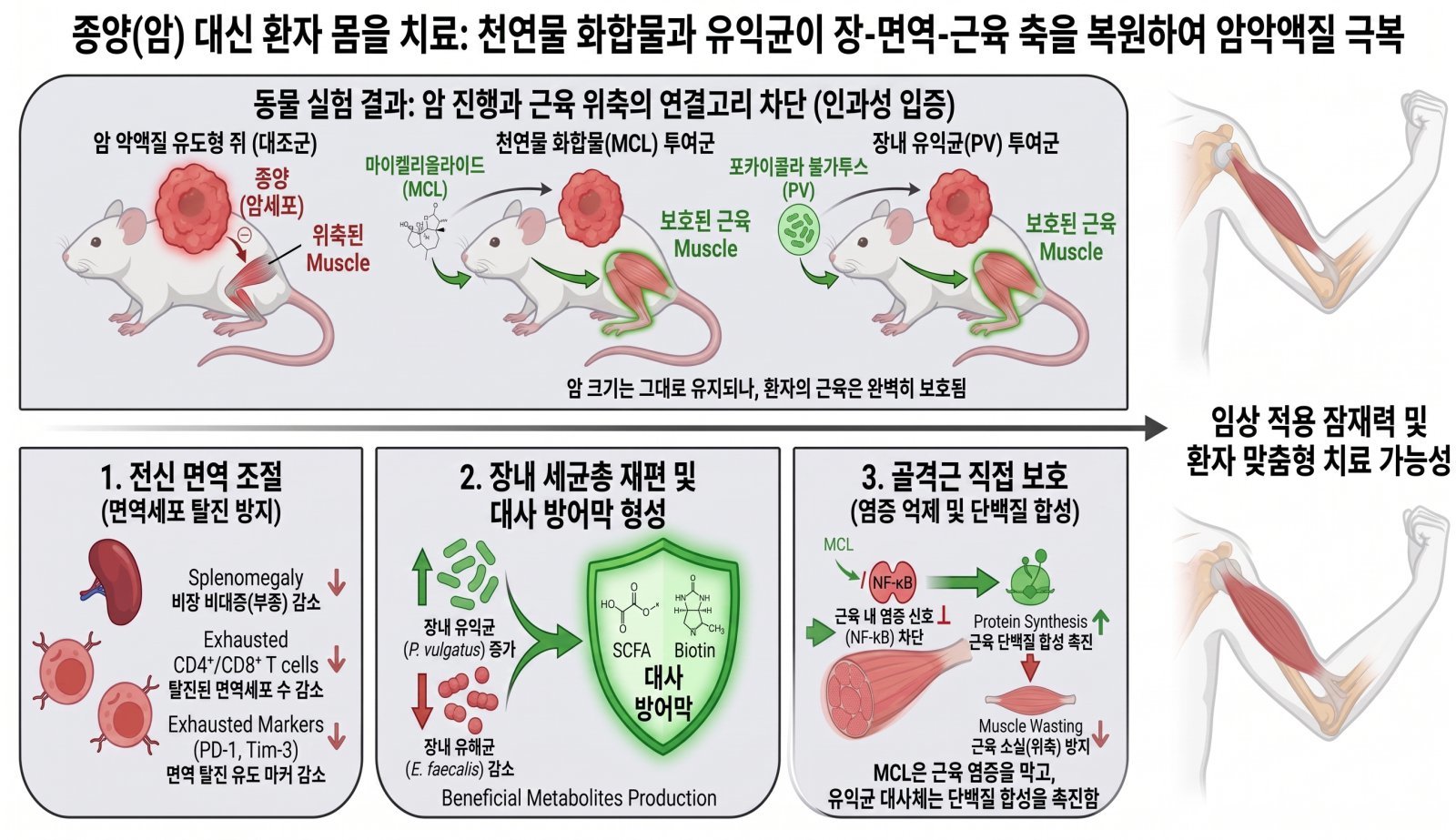암 환자 근육 지키는 장내 미생물…‘암 악액질’ 치료 가능성