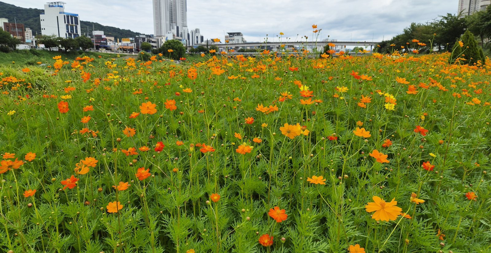 황금빛 코스모스 물결