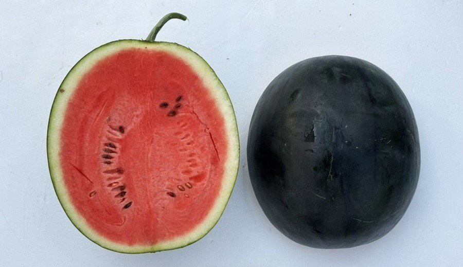 충북, 1인가구 맞춤 ‘썬스타 수박’ 개발