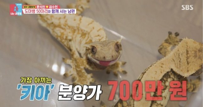 Ex-Baseball Player Yoon Suk-min Lives With 50 Lizards, Some Valued at $5,200