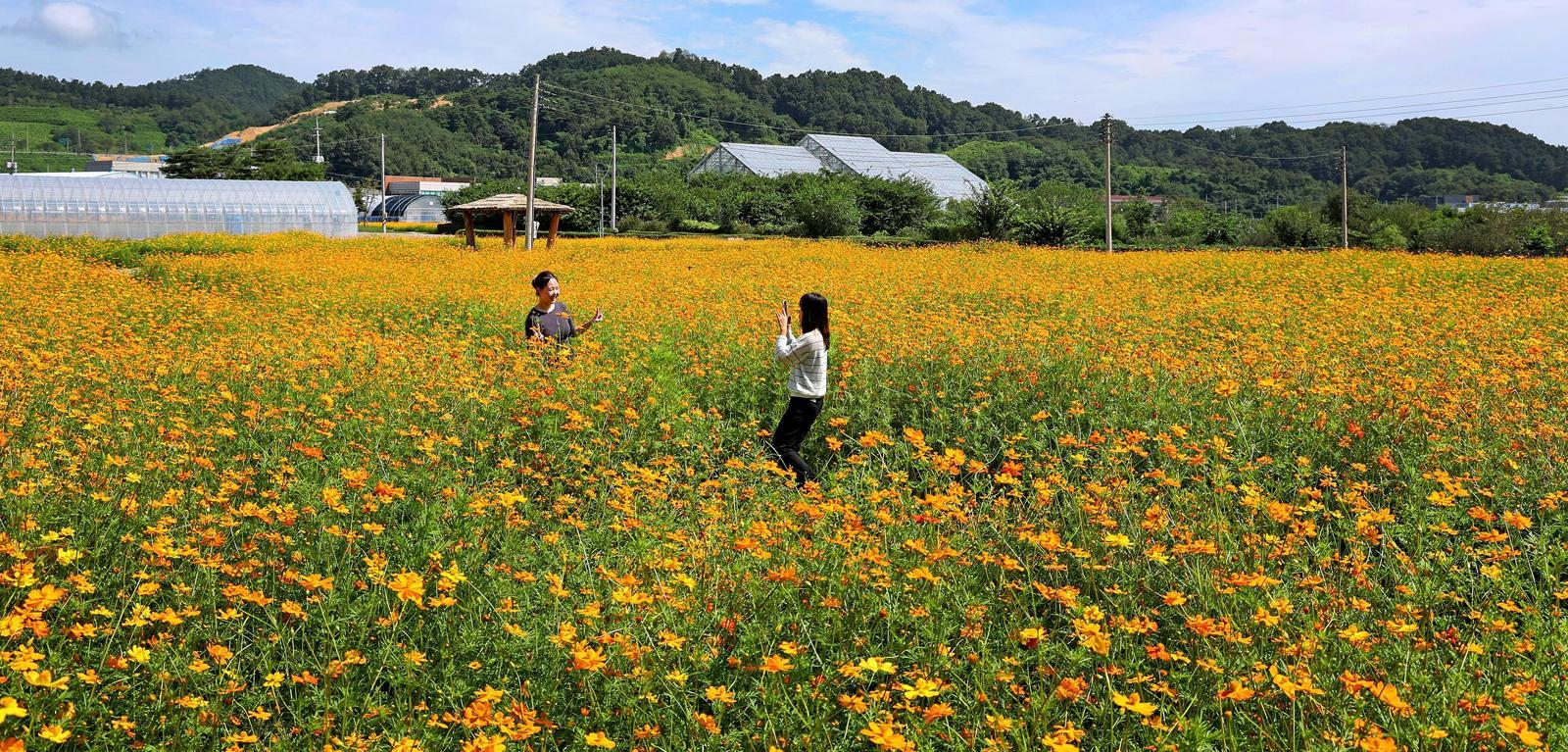 “예쁘게 찍어줘”… 괴산 동진천변 황화코스모스 밭