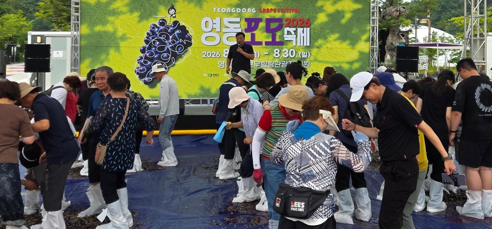포도 따고, 밟고, 먹고… 30일까지 ‘영동포도축제’