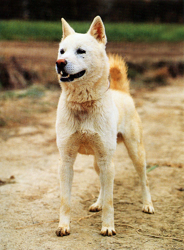Ancient Korean dogs had wolf-like skulls, genetic links to modern breeds found