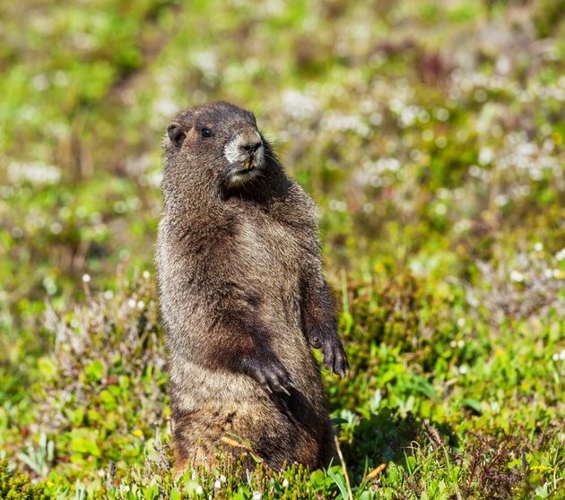 Marmots Invade Sequoia National Park, Stealing Shoes and Damaging Cars