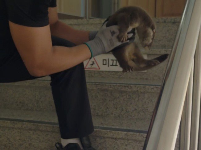 Endangered Otter Rescued After Turning Up at Welfare Facility in Haenam