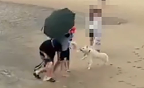 목줄