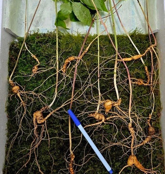 지리산서 “심봤다”…100년 천종산삼 11뿌리, 감정가 1억2000만원