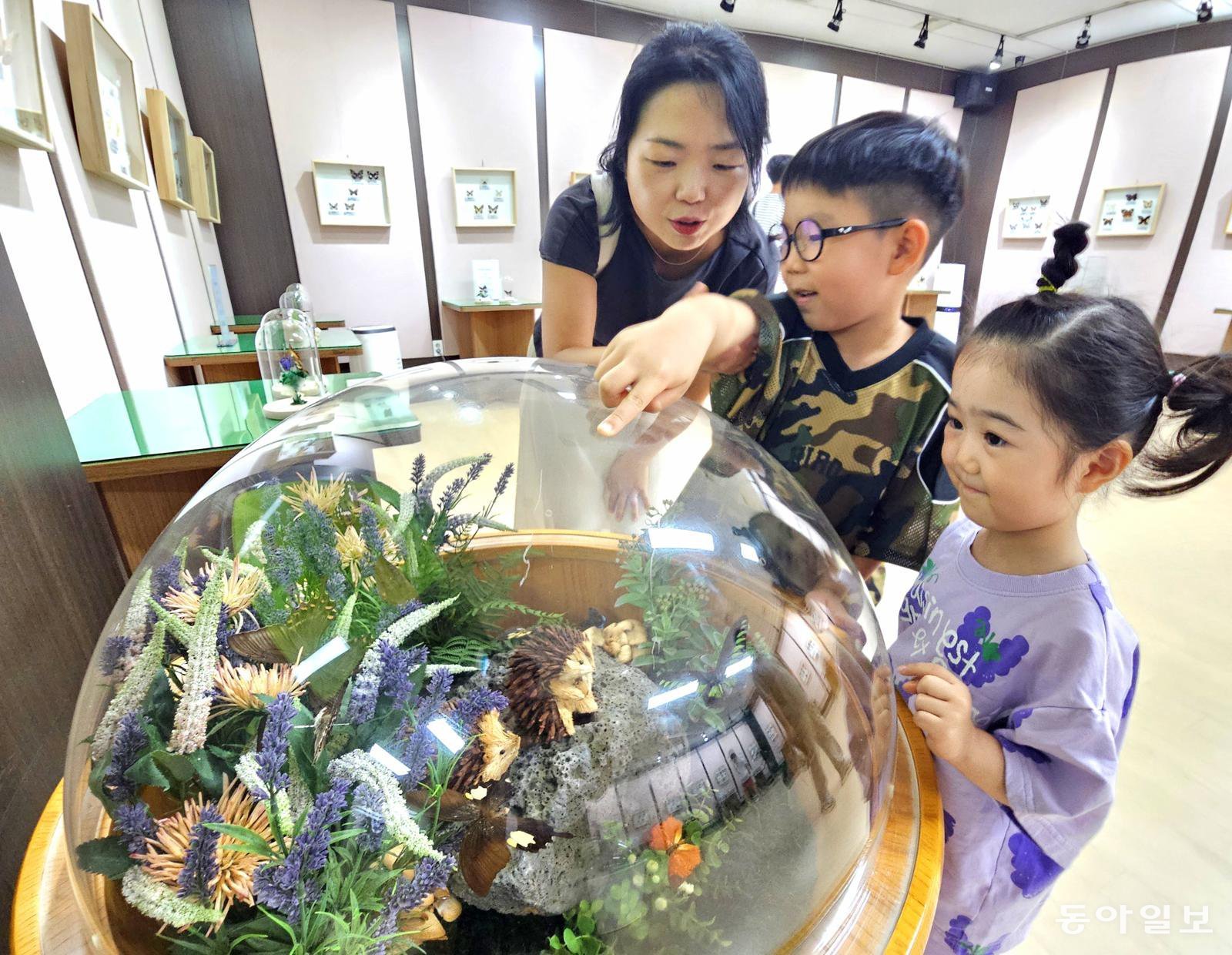 꽃 사이에 숨은 나비… “제가 찾았어요!”