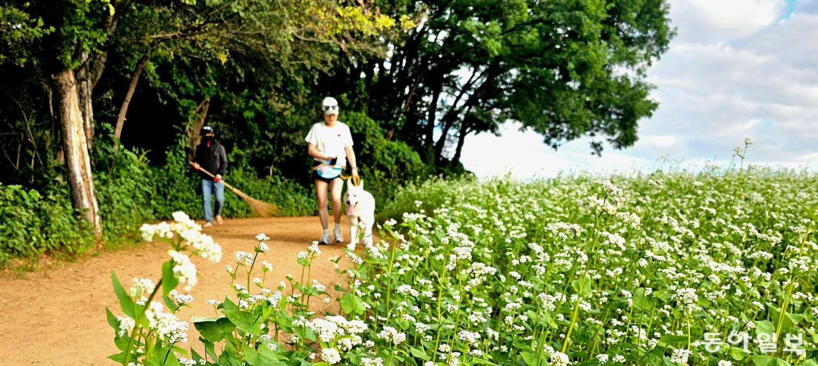 메밀꽃 향기 맡으며 기분 좋…은 산책