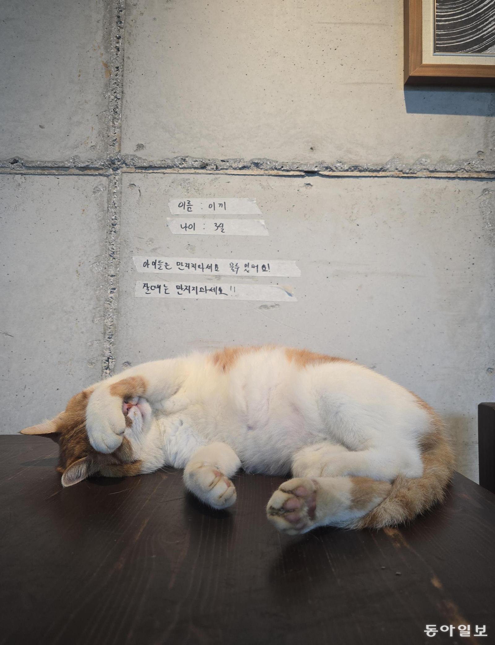 [고양이 눈]작품명 ‘이끼’