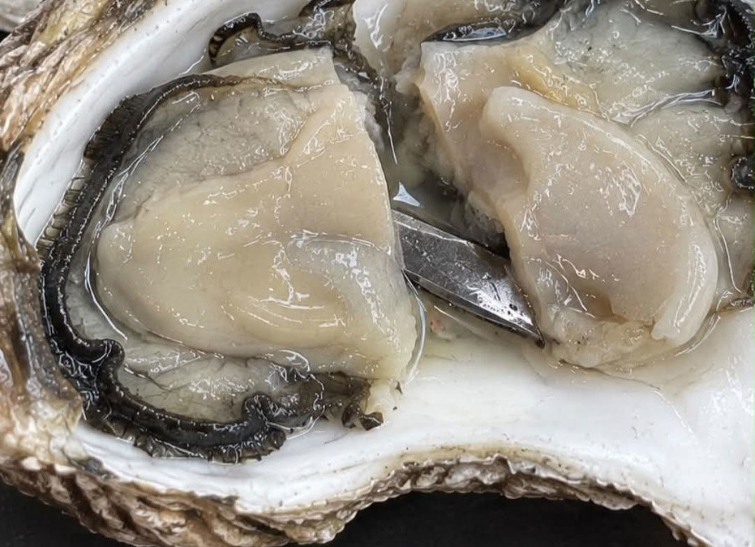 “굴에서 5cm 커터칼 나왔는데 사과 없어”…식당 측 “참담하고 죄송”