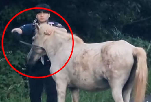 도로 헤매는 말 보자 허리띠 푼 경찰…뜻밖의 이력