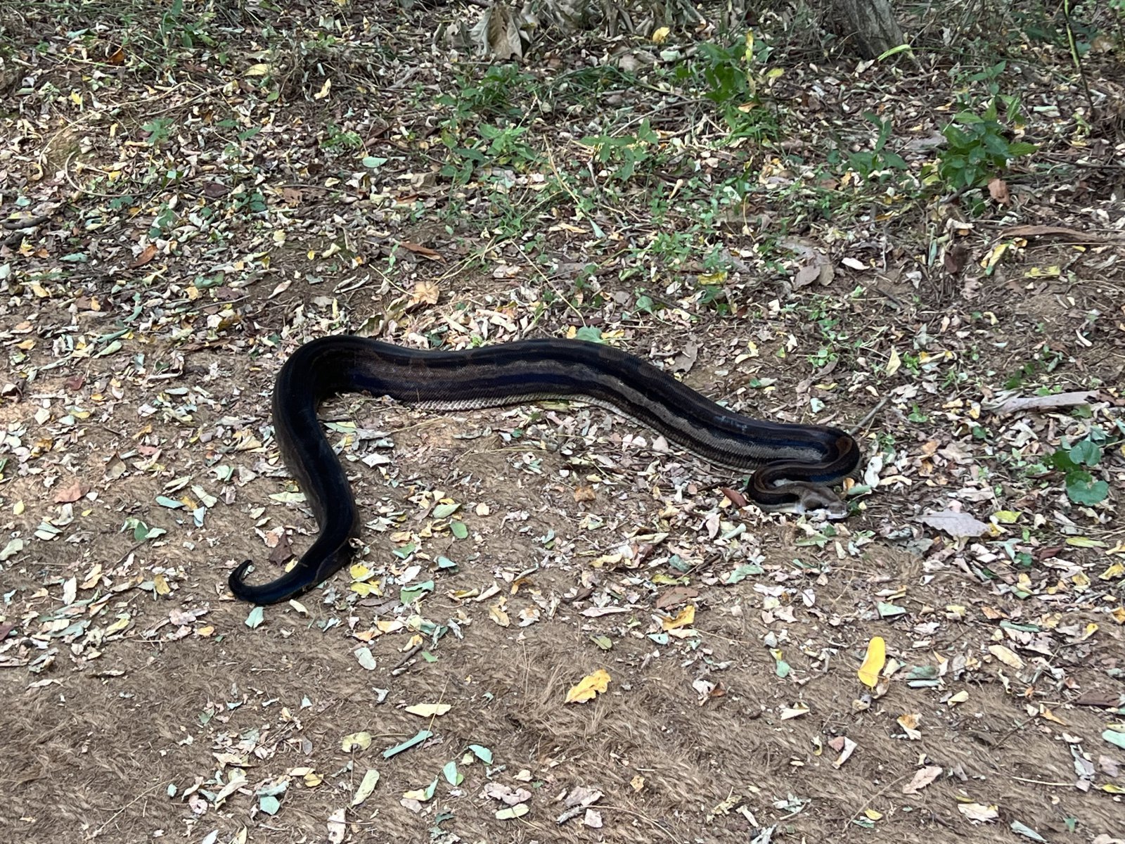 Firefighters Capture Suspected Blood Python at Incheon Mountain Trail
