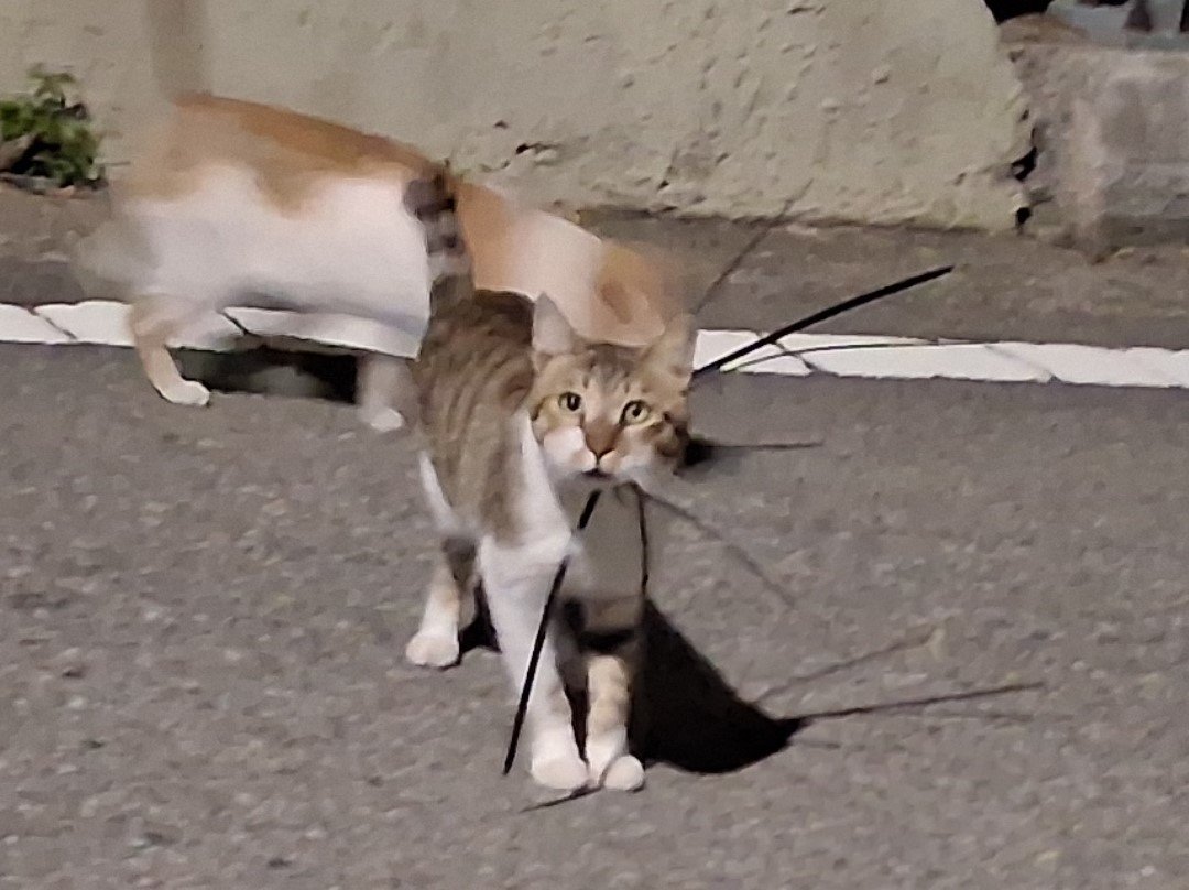 고양이