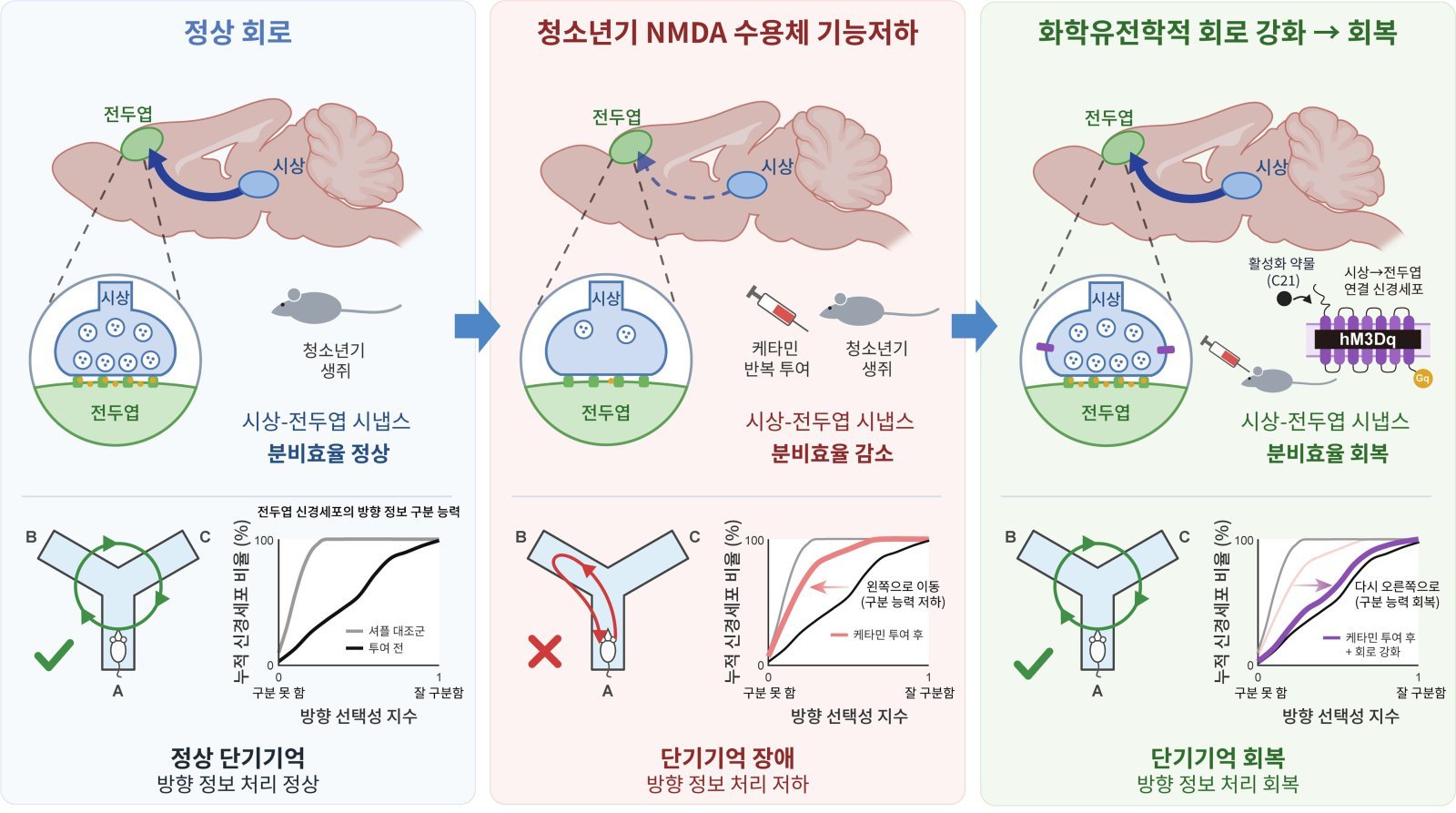 조현병 기억장애 단서 찾았다…뇌 연결 강화하니 기억 회복