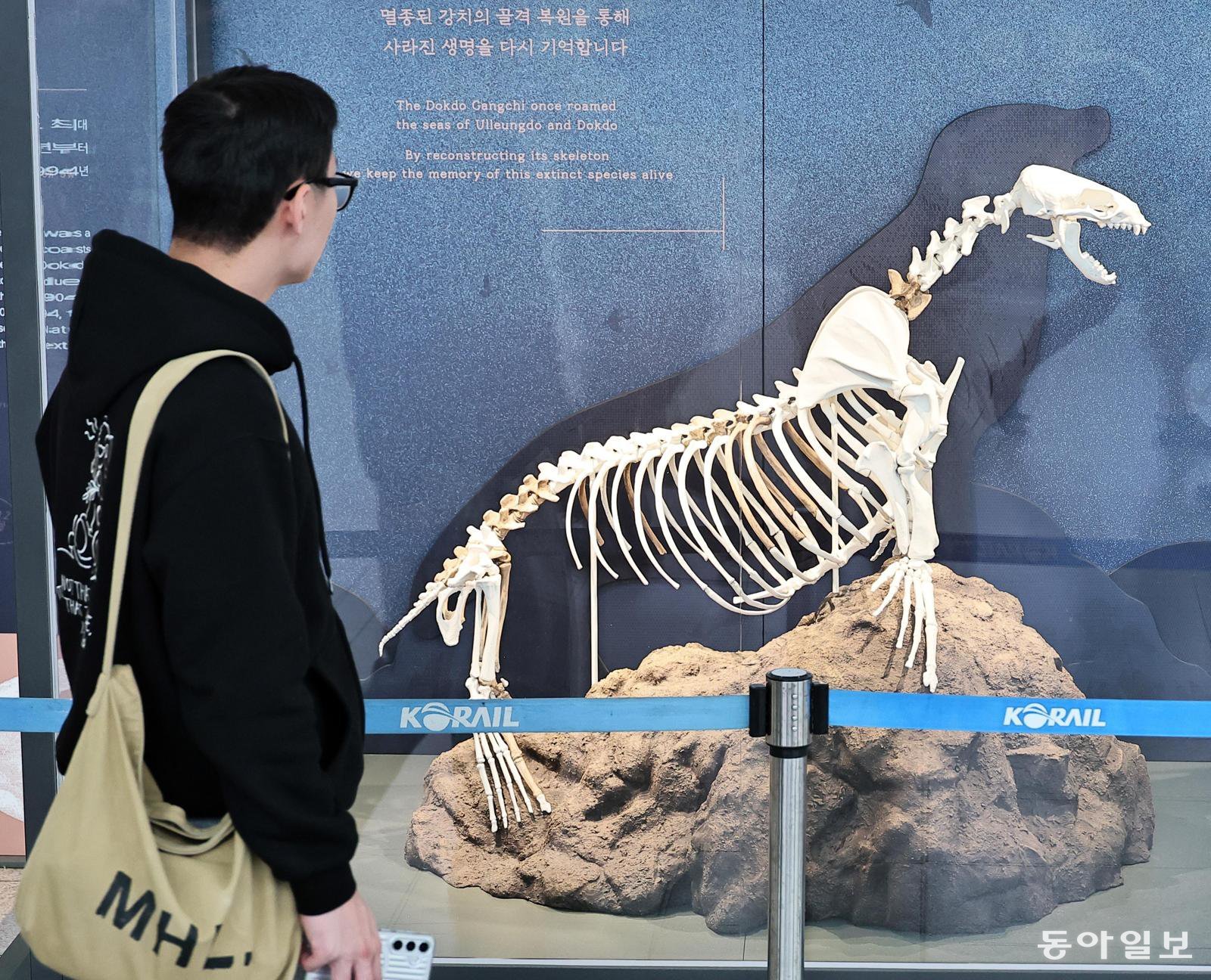 “멸종된 독도강치, 생각보다 크네”… 서울역서 특별전