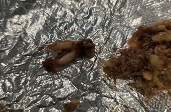타코 먹다 우드득 ‘소 이빨’ 나왔다…식당 상대 3억 5000만원 소송 건 여성